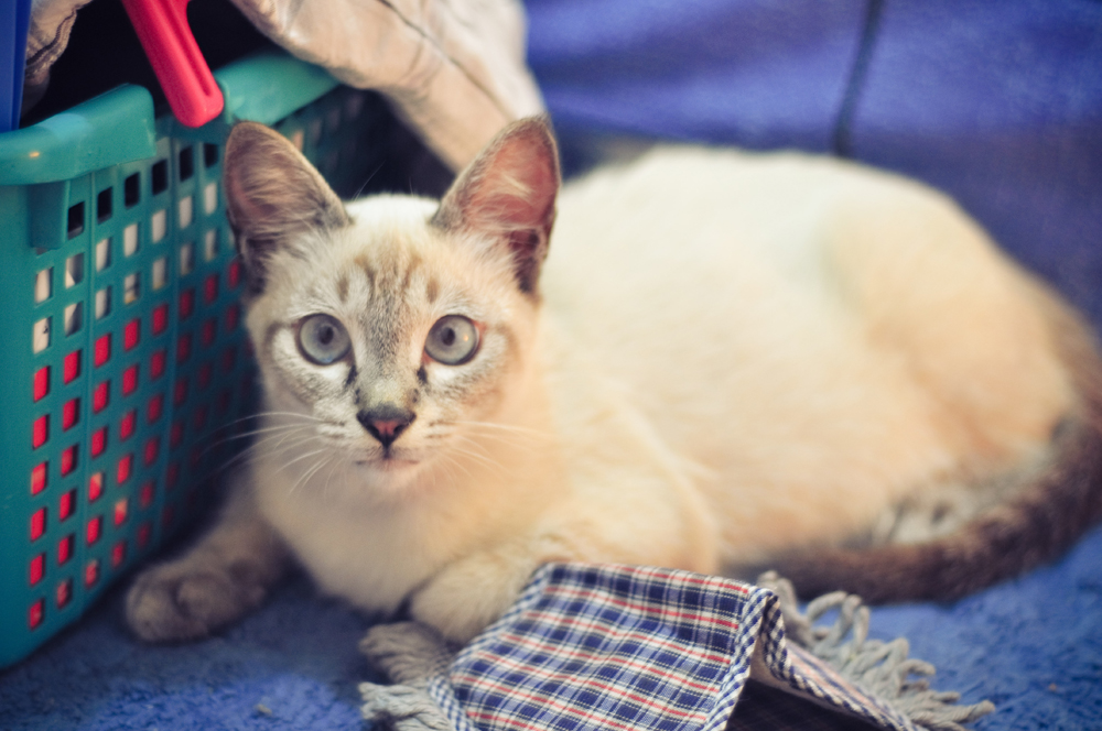 The cat is in the bedroom